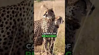 Top Facts About Animal | Part 01