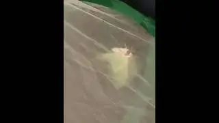 Actias Luna. (The Luna Moth.)