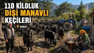 110 KİLOLUK DİŞİ KEÇİLER - YÖRÜKLERİN MANAVLI KEÇİLERİ - TÜRKİYE’DE TEK 