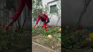 #pop