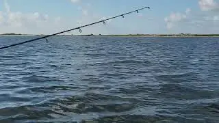Dolphins While Fishing