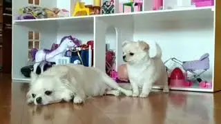 Щенки Чихуахуа