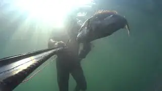 Posidonia Dentex