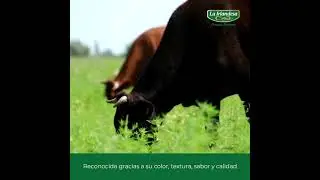 La Irlandesa | De Irlanda a Canarias Creando Pasiones