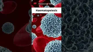 Haematopoiesis