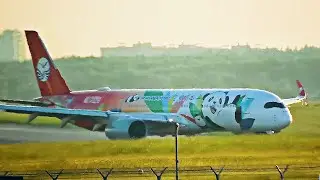 A panda flies on board an airplane. And another blue one in Sheremetyevo.