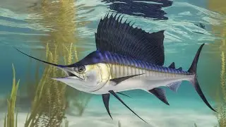 The Surprising Speed of the Sailfish