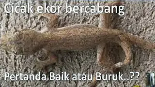 The two tailed lizard is a good or bad sign | ZahraNet