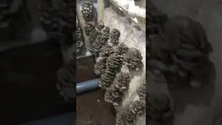 veshenka kaxasunk вешенка