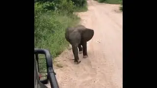 Baby elephant practicing his charge 🐘