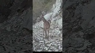 DİŞİ GEYİK PATİKADA YÜRÜYOR! 