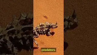 Amazing facts about prickly devil