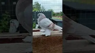 Розовые