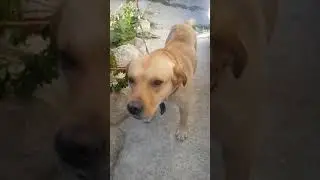 Лабрадор жалуется
