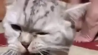 Был бы у меня такой кот...