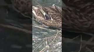 Күөлгэ уста сылдьаллар кустар🦆