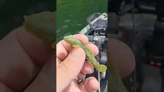 When your bait looks like this, you've had a good day #fishing