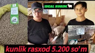IDEAL KORIM BILAN QOCHQOR BOQISH .QOCHQORLAR TAROZI QILINDI#idealagrar#chorva#qochqorboqish