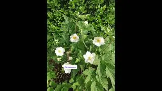 05.08.24г🌹Оригинально!!!😊