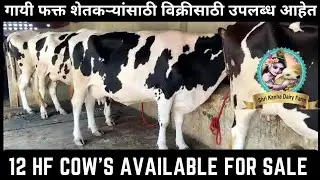 12 HF Cow's Available For Sale At Lowest Price | 12 HF गाय सर्वात कमी किमतीत विक्रीसाठी उपलब्ध आहे |