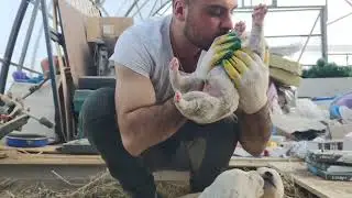Алабай + гампр получается зверь