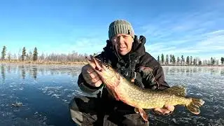 First ice in Yamal 2025-2026 pike on tip-ups.