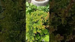 Красивые цветы на клубах