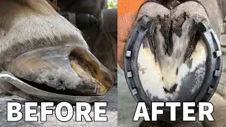 SATISFYING HORSE HOOF RESTAURATION - Horse hoof restoration