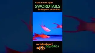 Swordtails #swordtail #swordtailfish #fishkeeping