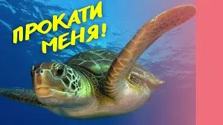 Мексиканские хроники | Плаванье с черепахой