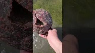 Что за существо цвета гранита