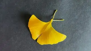 How to make a butterfly using leaves | Ginkgo leaf butterfly 🦋