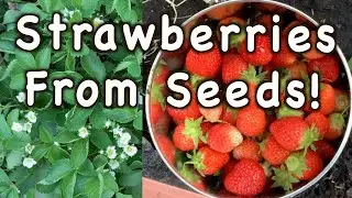 Growing Strawberries From Seeds! Is It Really Worth The Effort?