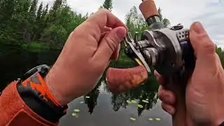 Река Мутка, парк Паанаярви, в поисках пятен...