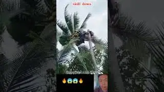 Skill bapak bapak memotong pohon kelapa besar