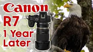 Canon R7 One Year Review – Still the Best Camera for Beginners?
