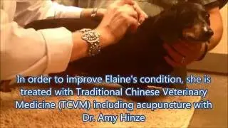 Elaine's Acupuncture | Winslow Animal Hospital Dog & Cat