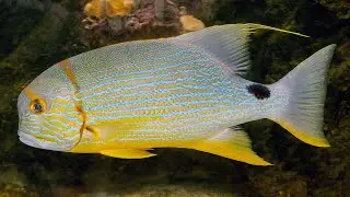 Facts: The Sailfin Snapper