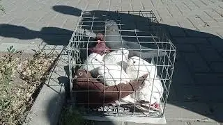 птичий рынок Кишинева