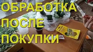 Обработка фиалок после покупки. Зачем ?