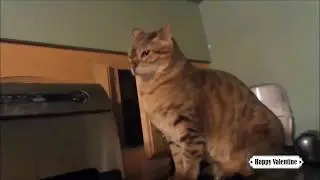Приколы с котами и смешная ОЗВУЧКА животных!