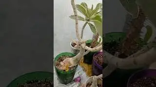 Цветут адениумы и бугенвиллии. 🌼🌻🌸