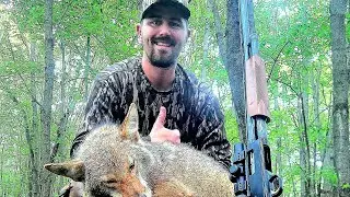 FIRST EVER SHOTGUNNED COYOTE - 3 minute stand in the timber - 12 guage hammers big male!