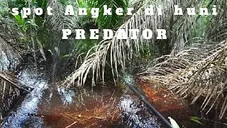 spot perawan bikin betah||snakehead fishing||mancing gabus kalimantan