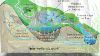 What is a Wetland?