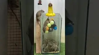 Rat Trap 88, Did I make an effective trap? #shoprts