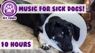 10 Hours! Relaxing Dog Music to Help Your Ill and Sick Puppy or Dog Recovering From Surgery!