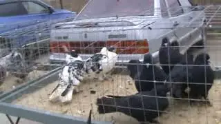 Ярмарка голубей г.Славянск-на-Кубани 18.02.2024г. 5часть