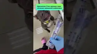 Красавчик Стич прошел курс лечения квашеной инфекции. #shorts