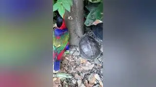 Burung Nuri Pintar Joget
